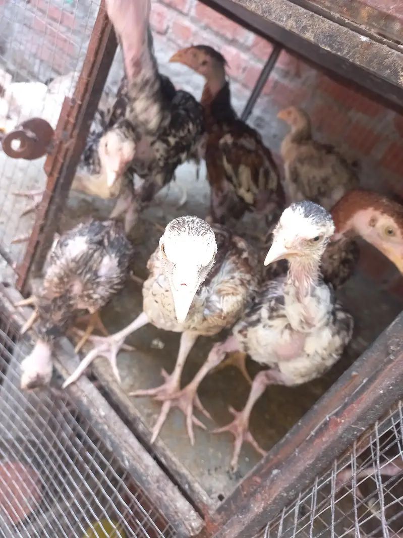 Aseel Mianwali chicks — photo 11