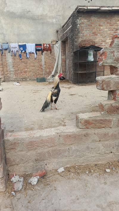 Aseel Mianwali chicks