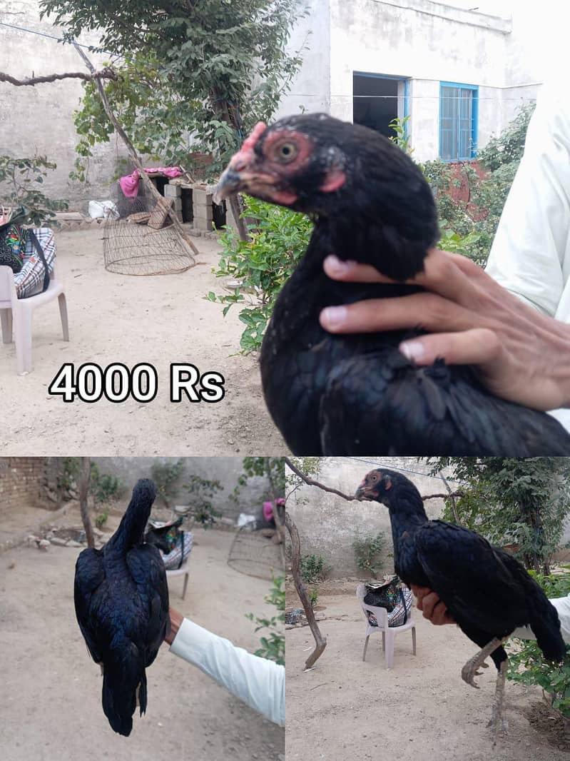 03035977177 1