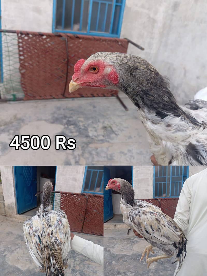 03035977177 2