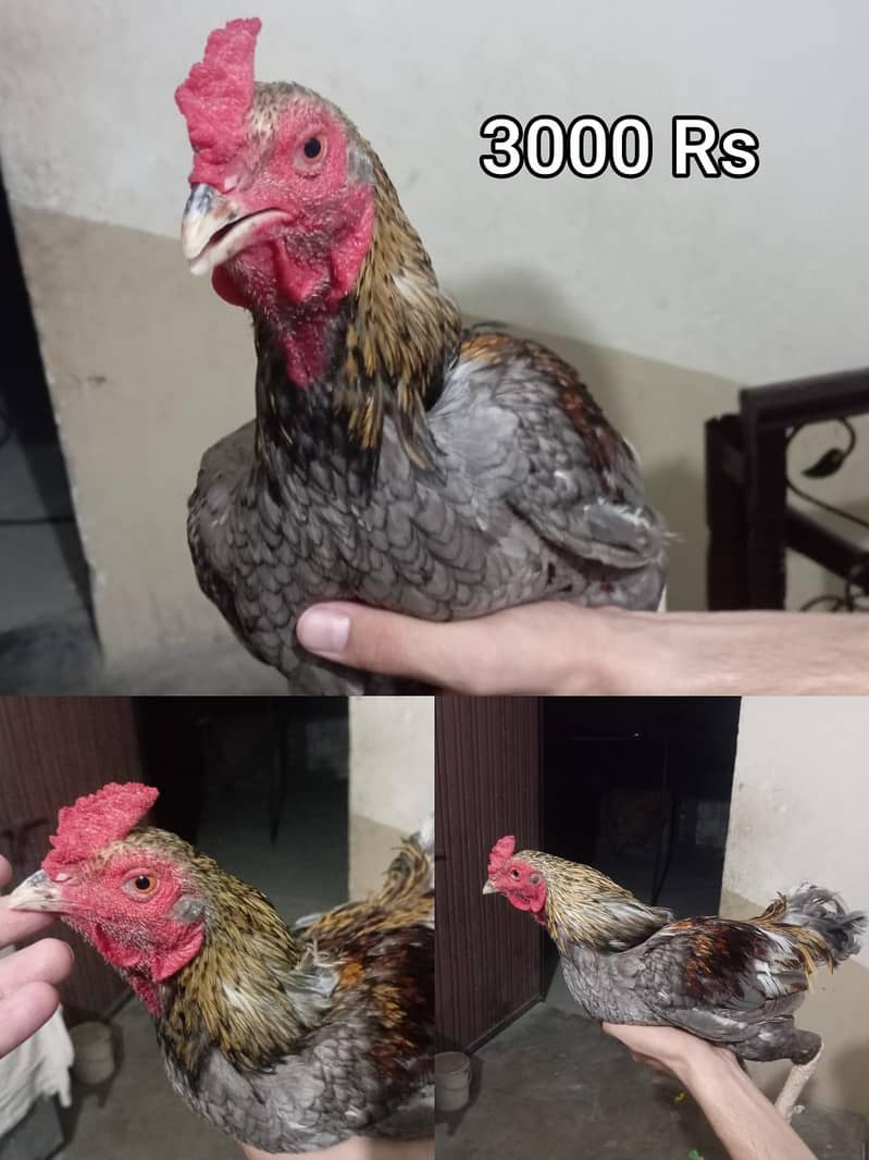 03035977177 4