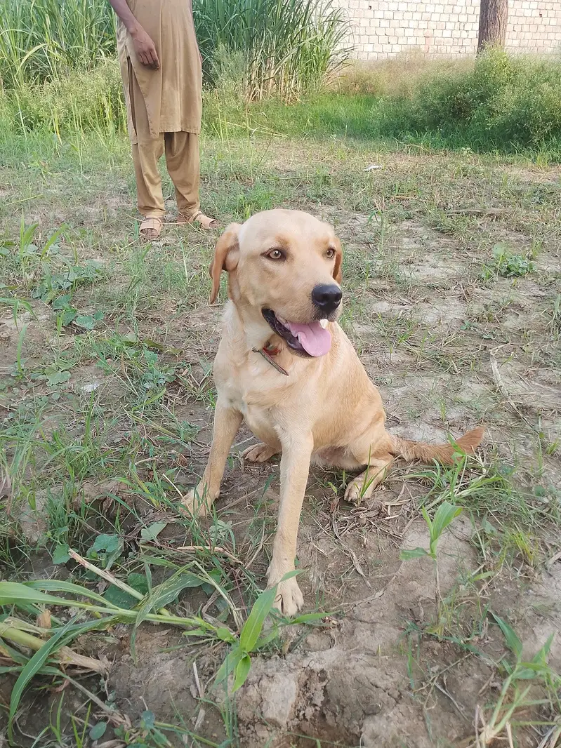 Premium Quality labrador female for Sale — photo 5