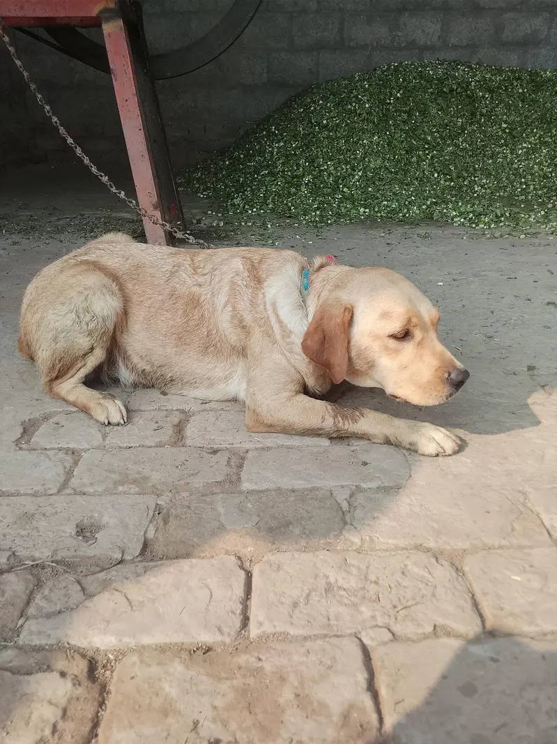 Premium Quality labrador female for Sale — photo 6