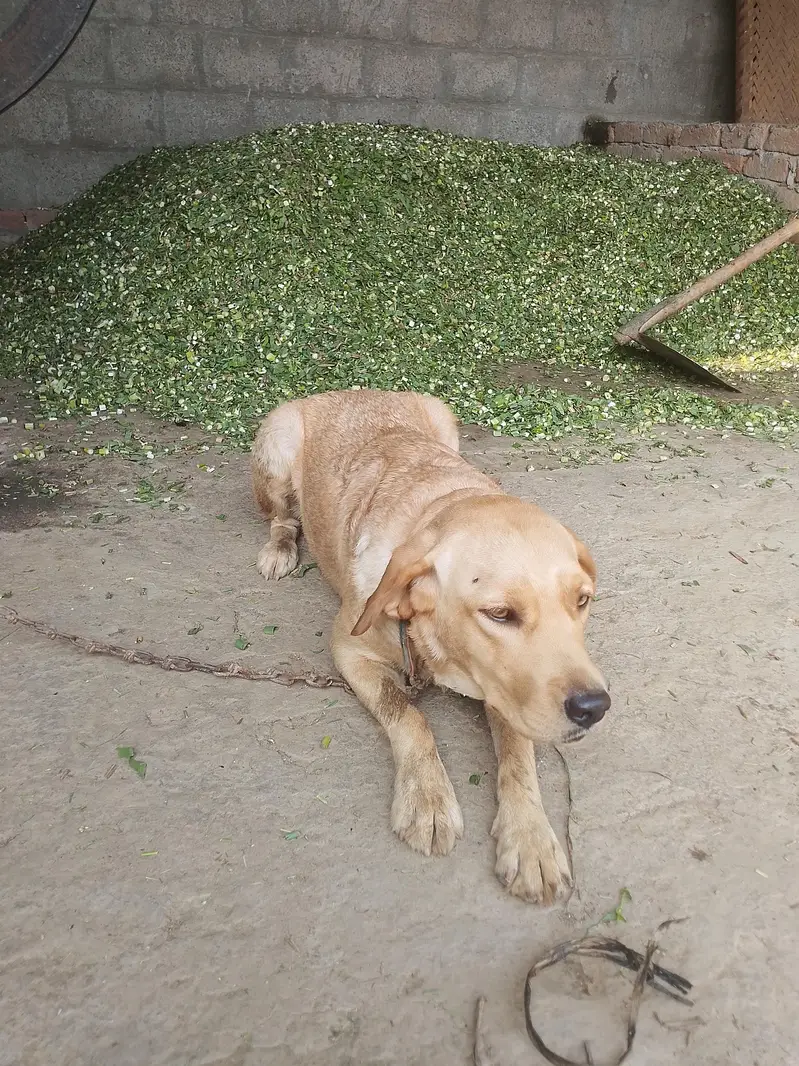 Premium Quality labrador female for Sale — photo 7