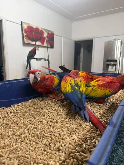 scarless macaw parrot chicks for sale 0335/4887/932