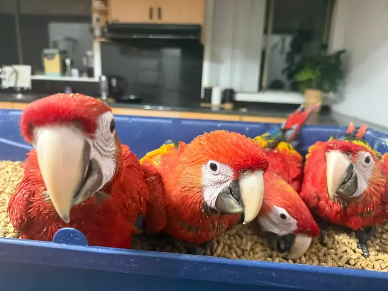 scarless macaw parrot chicks for sale 0335/4887/932 — photo 3