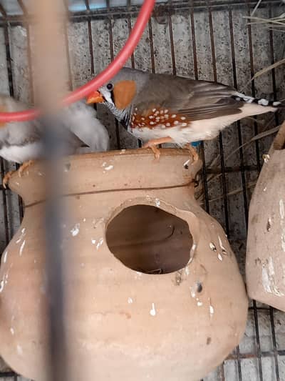  Finches