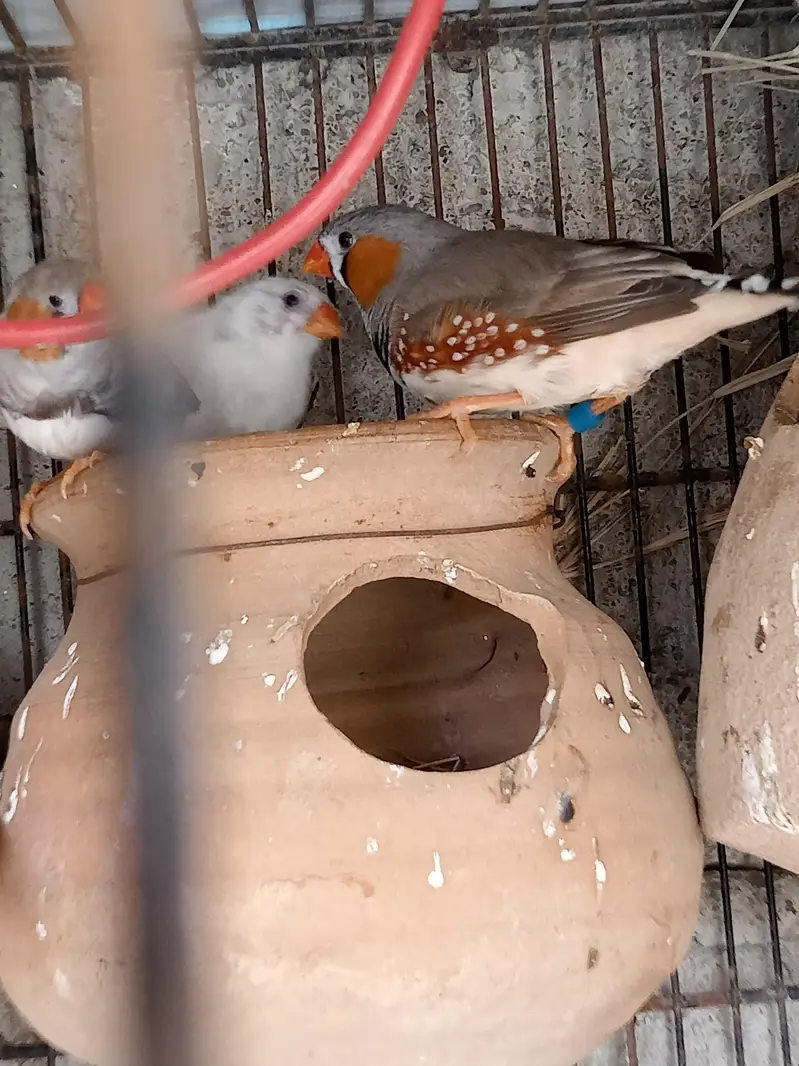  Finches — photo 2