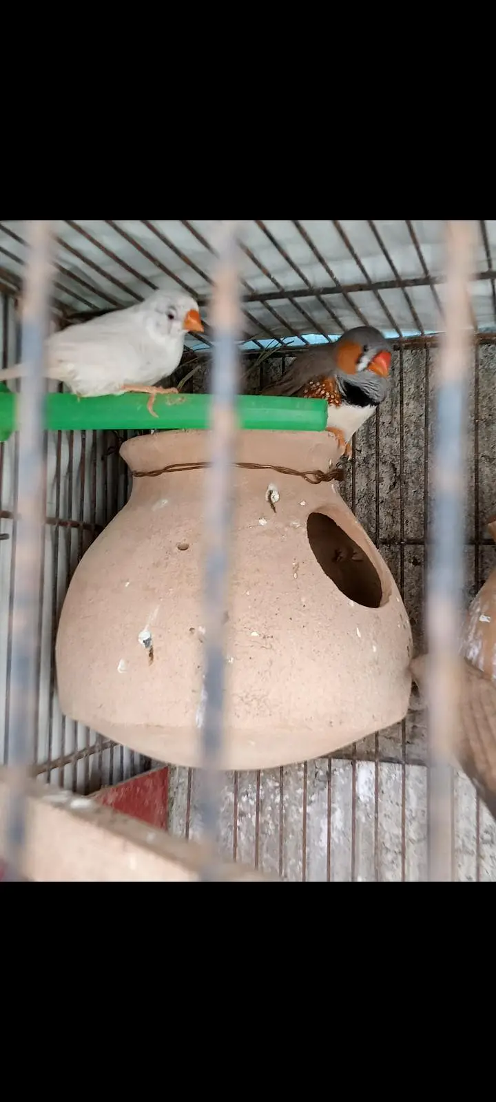  Finches — photo 3