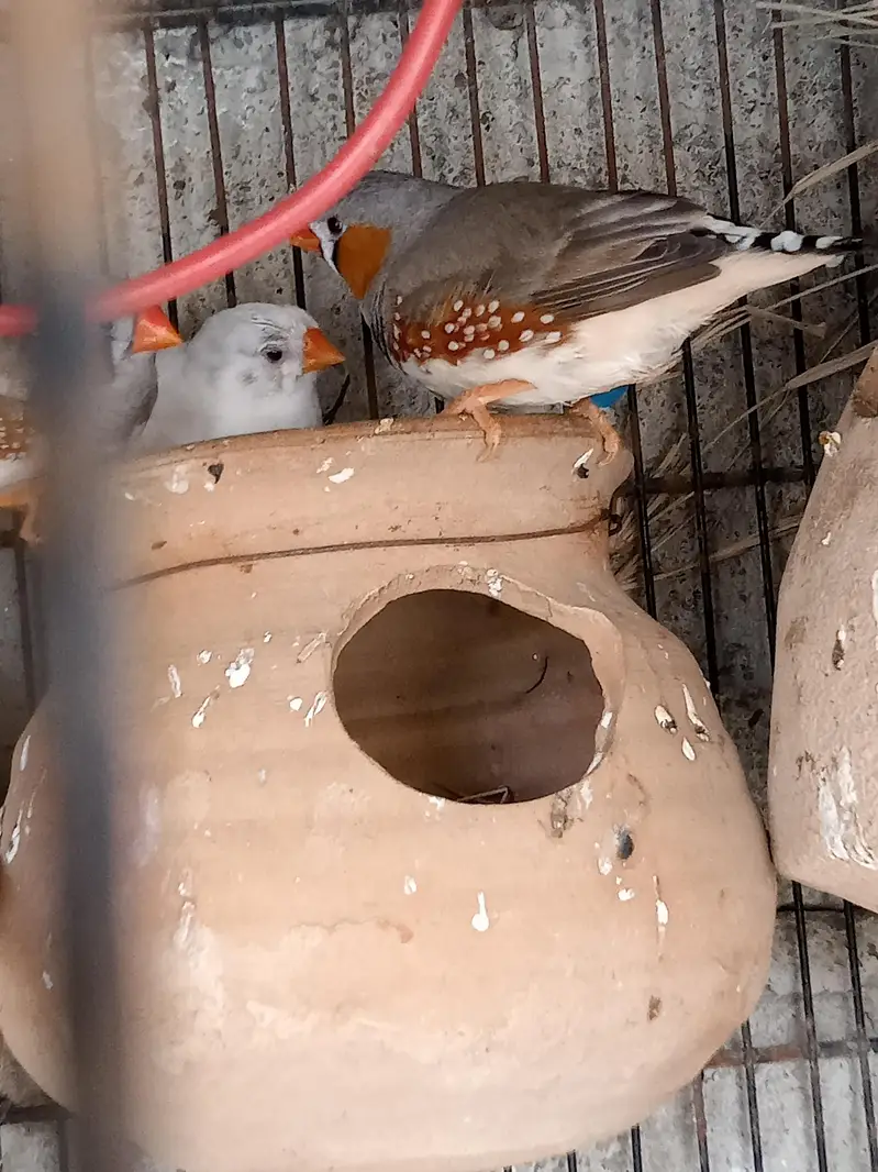  Finches — photo 4