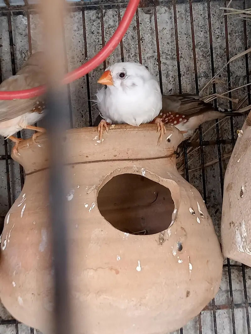  Finches — photo 5