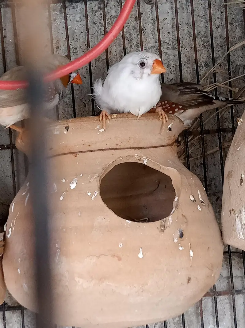  Finches — photo 6