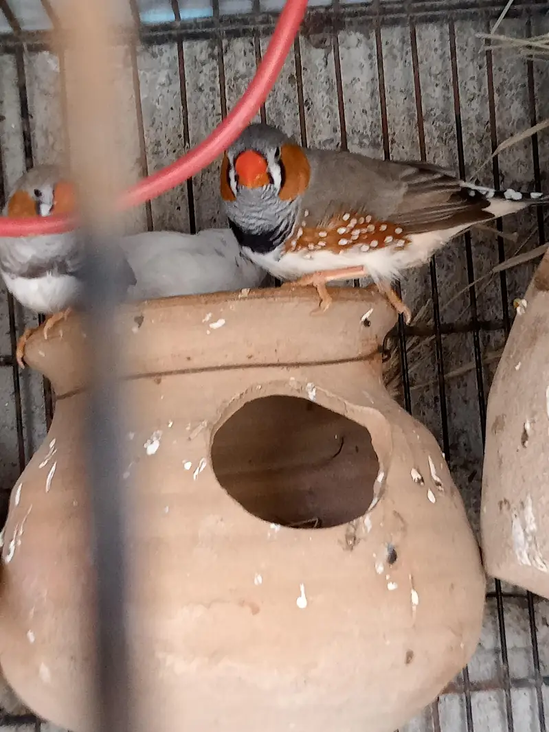  Finches — photo 7