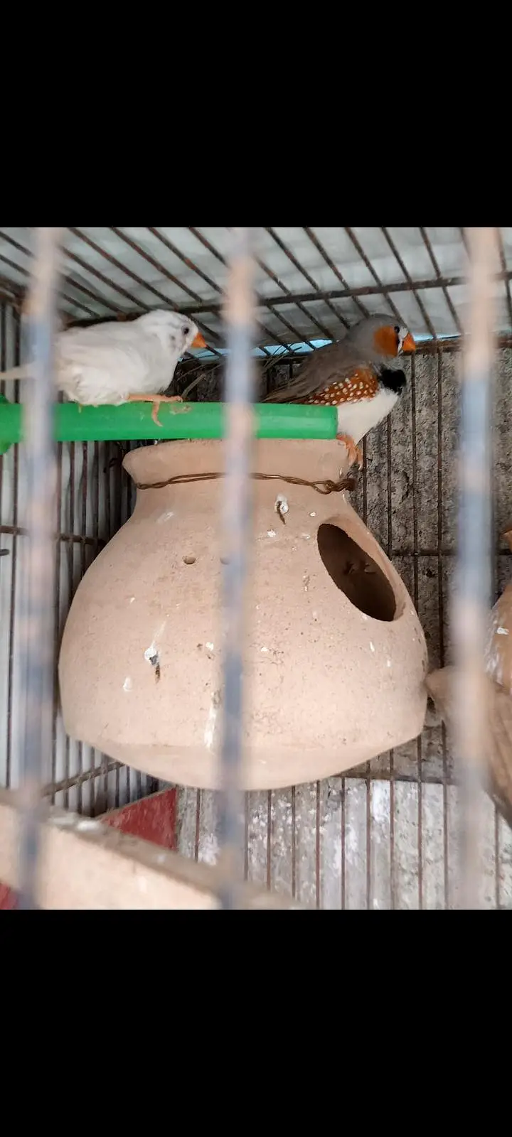  Finches — photo 8
