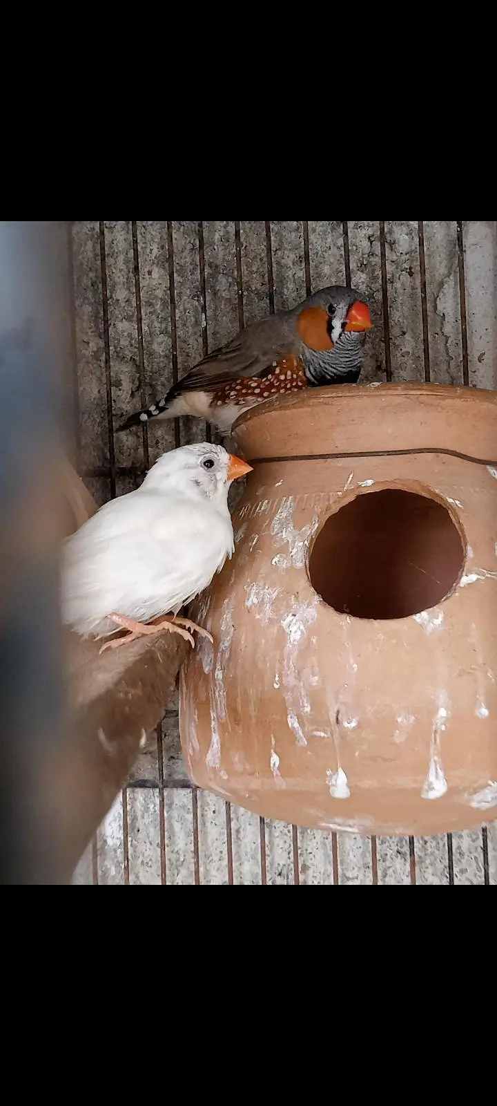  Finches — photo 9