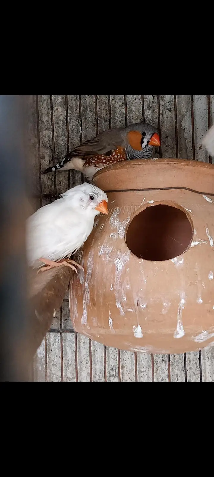  Finches — photo 10