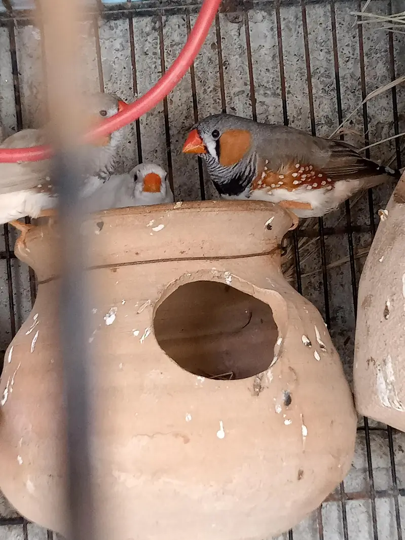  Finches — photo 11