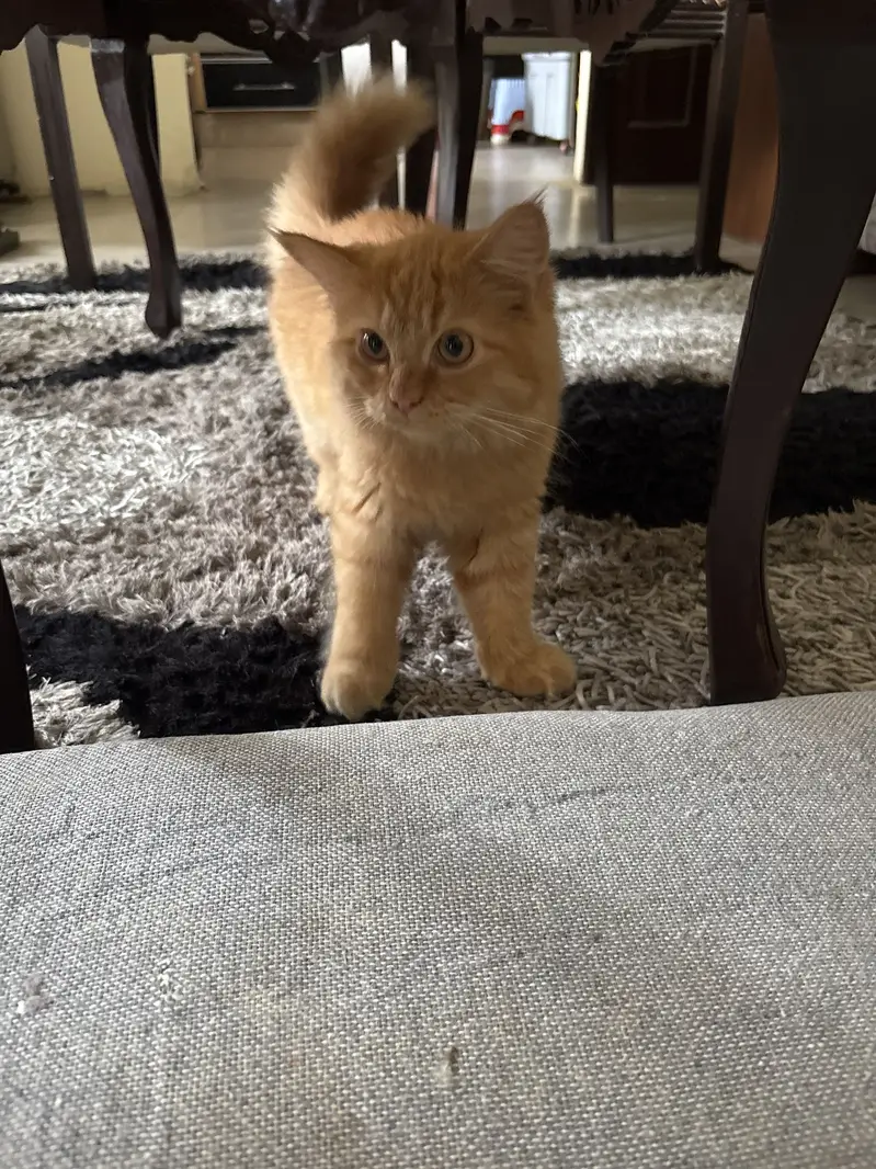 Fawn cat — photo 2
