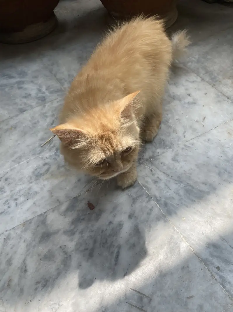 Persian cat with kittens — photo 4