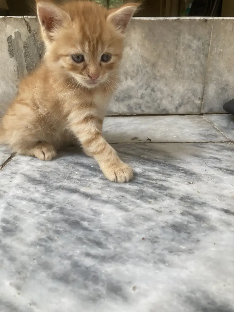 Persian cat with kittens — photo 6