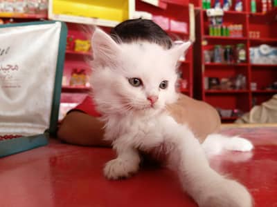 cute beby perstion