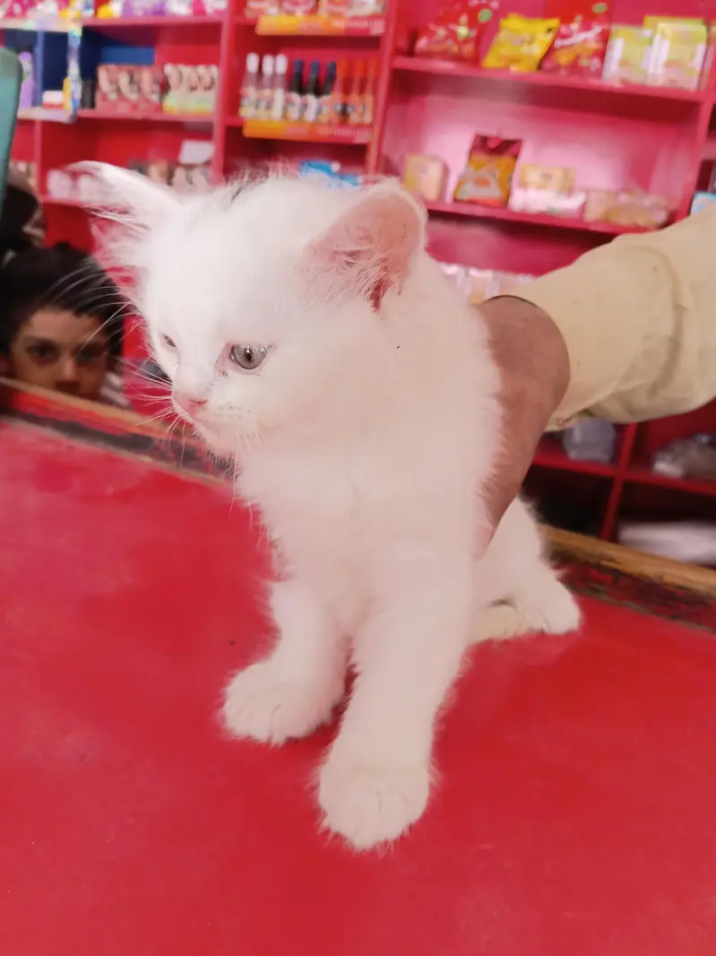 cute beby perstion — photo 2