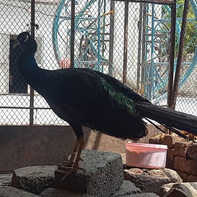 black shoulder peacock
