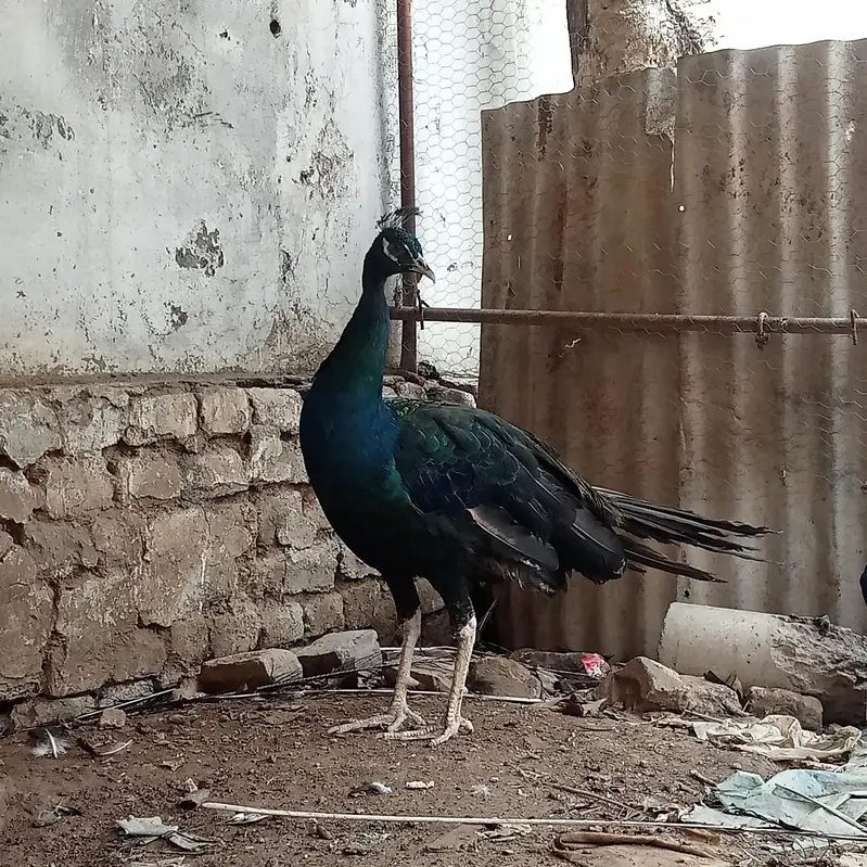 black shoulder peacock — photo 2