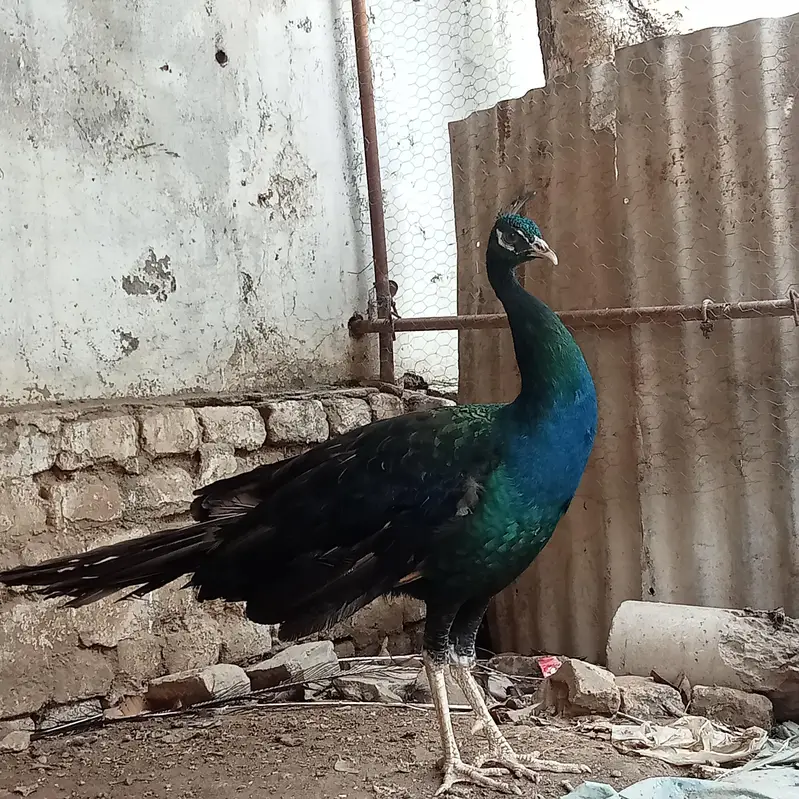 black shoulder peacock — photo 3