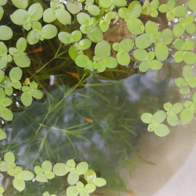 FILOATING FILTER PLANTS For FISHES & DECOR | DuckWeeds | Lush Green