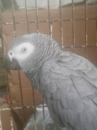 African congo gray parrot