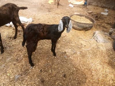 female goat