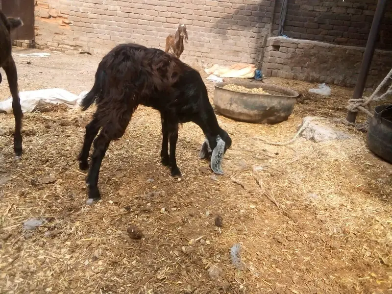 female goat — photo 2