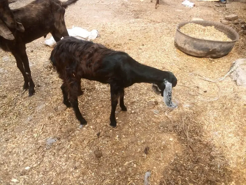 female goat — photo 3