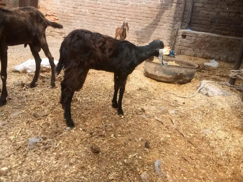 female goat — photo 4
