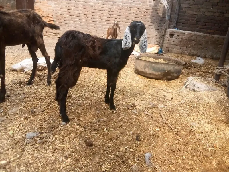 female goat — photo 5