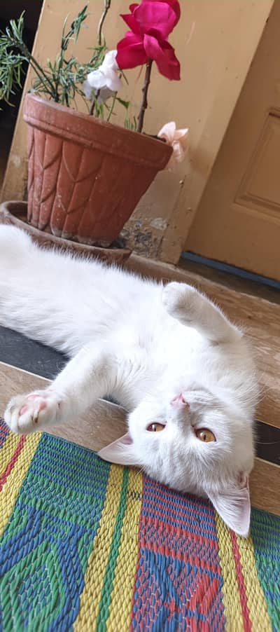 White cat