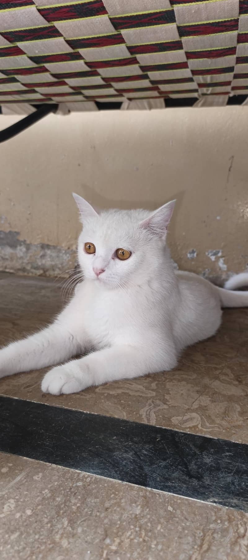 White cat 1