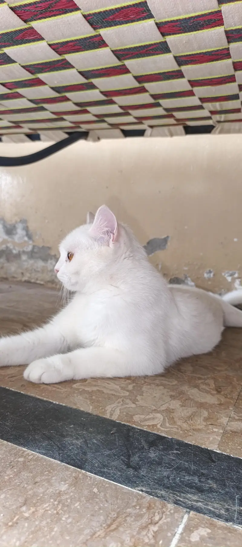 White cat — photo 3
