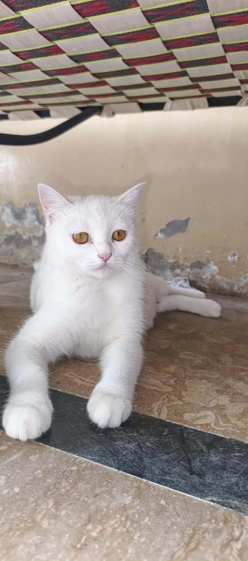 White cat — photo 4