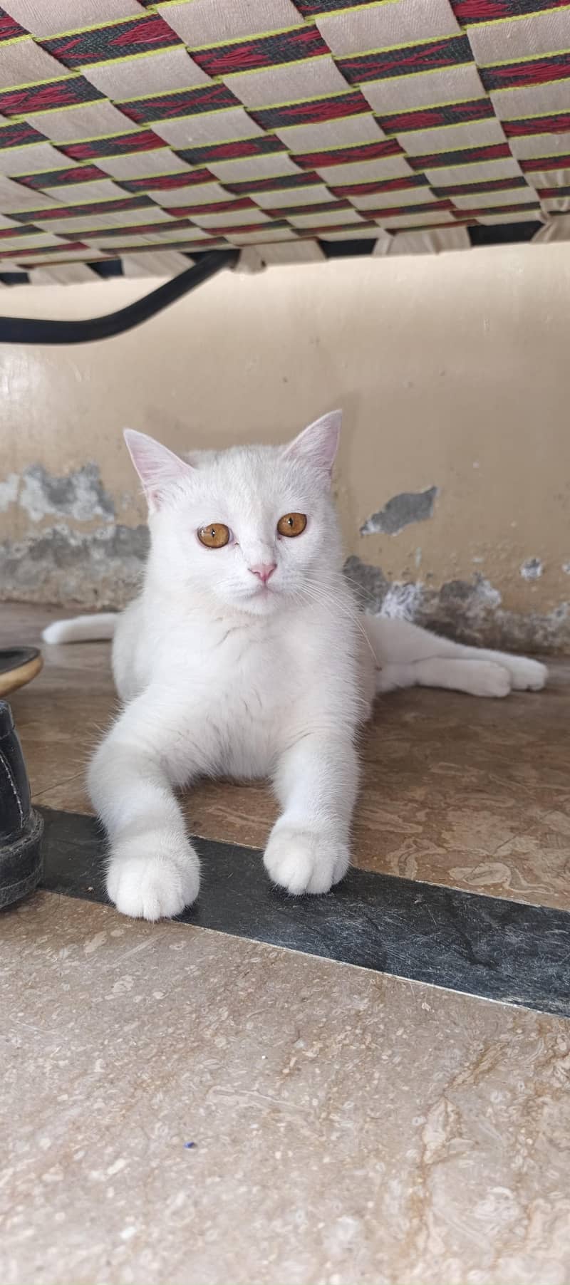 White cat 4