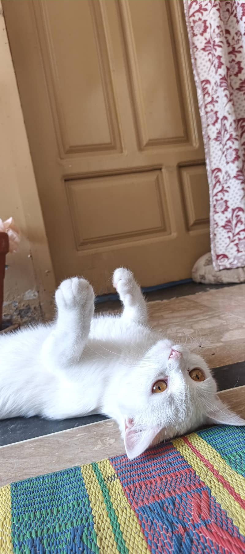 White cat 5