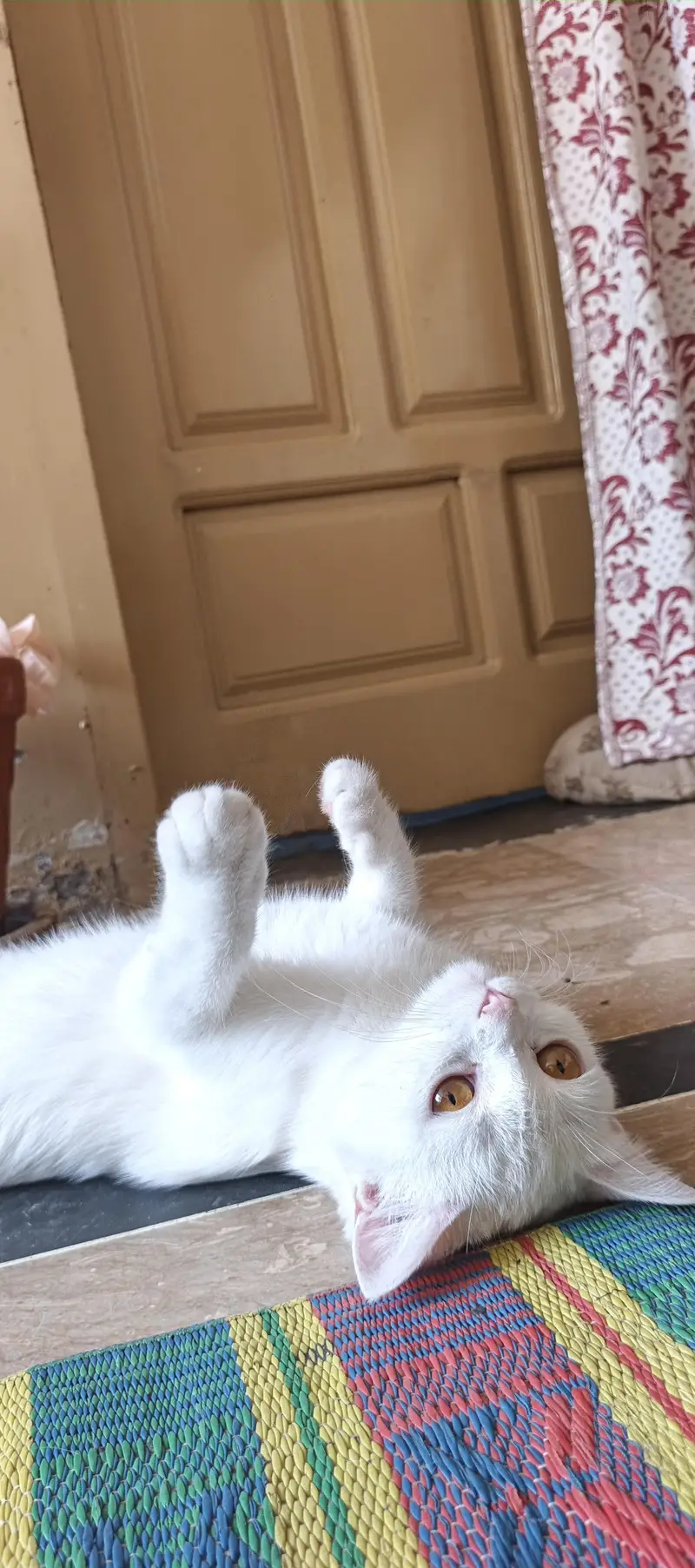 White cat — photo 6