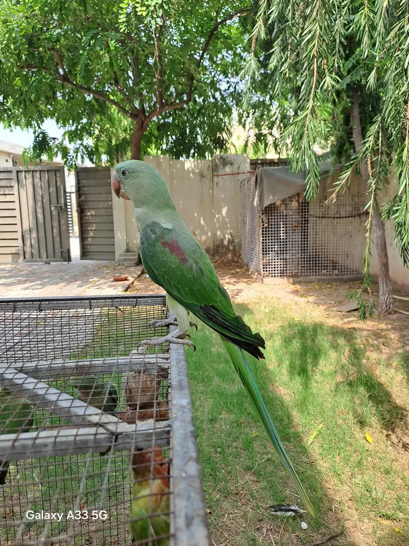 raw chiks — photo 4