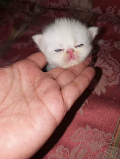 Manto Jinto  citto contact on watsap 03294944175