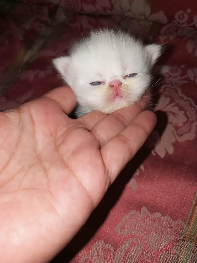Manto Jinto  citto contact on watsap 03294944175 — photo 3
