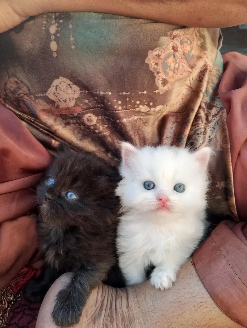 Manto Jinto  citto contact on watsap 03294944175 — photo 7