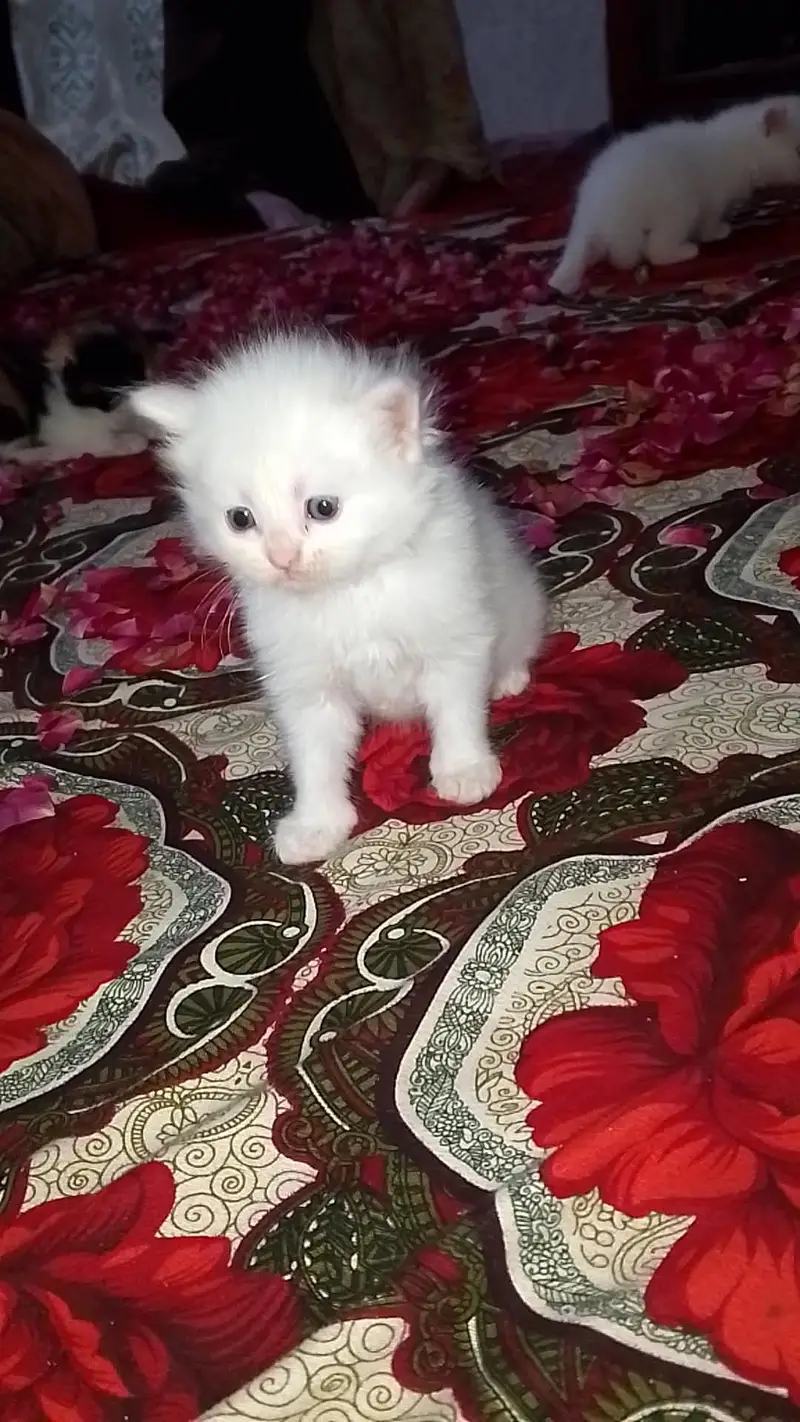 Manto Jinto  citto contact on watsap 03294944175 — photo 2