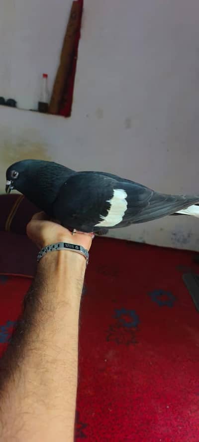 Beautiful pigeon for sale