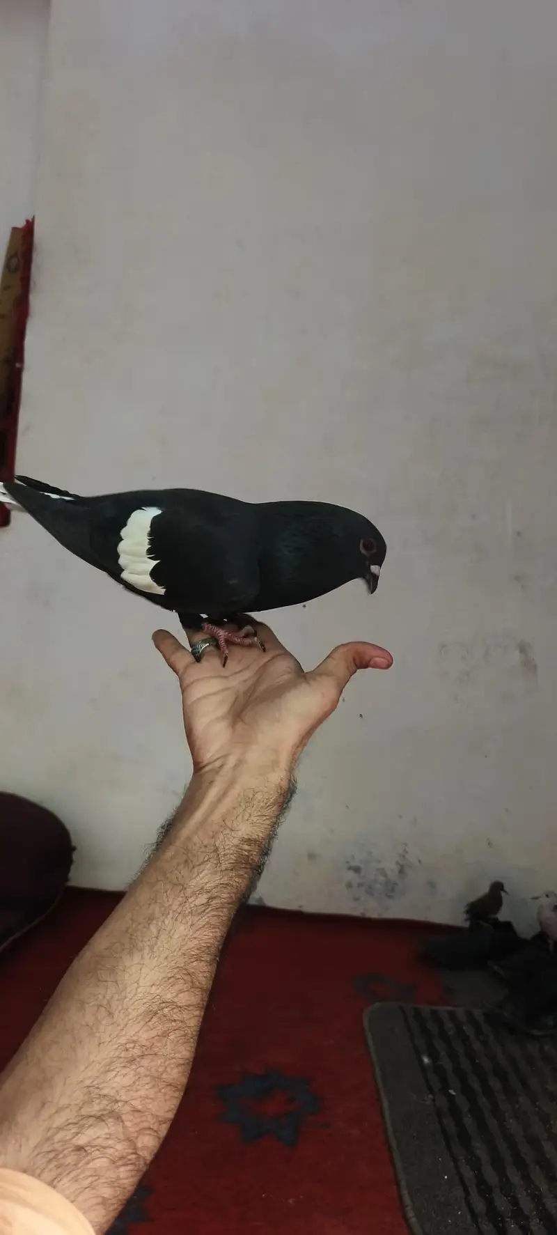 Beautiful pigeon for sale — photo 2
